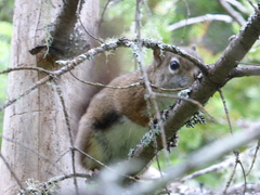 Tamiasciurus hudsonicus regalis