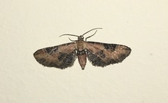 Eupithecia gueneata