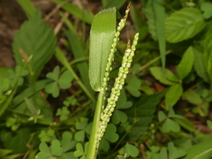 Paspalum laeve