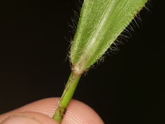 Paspalum laeve