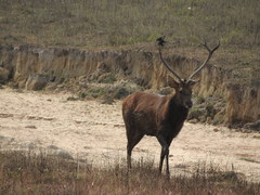 Rucervus duvaucelii