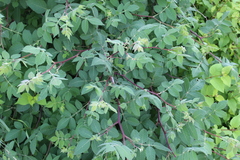 Bursera cuneata