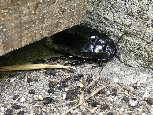 Subspecies Panesthia angustipennis spadica · iNaturalist