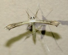 Stenoptilia pallistriga