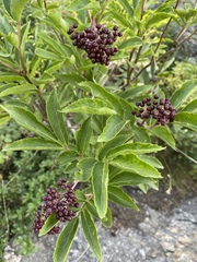 Sambucus racemosa melanocarpa
