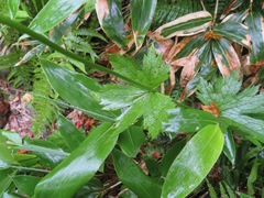 Trautvetteria caroliniensis