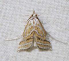 Leptosteges parthenialis