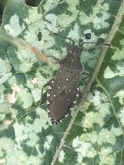 Catorhintha apicalis