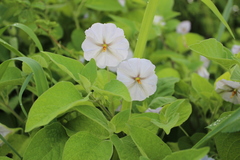 Lycianthes rzedowskii