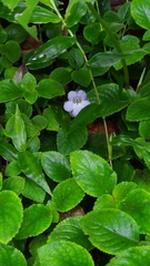 Didymostigma obtusum