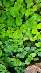 Didymostigma obtusum