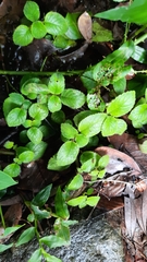 Didymostigma obtusum