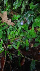 Didymostigma obtusum