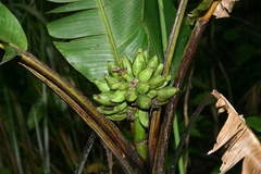 Musa monticola