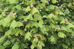 Heliocarpus terebinthinaceus