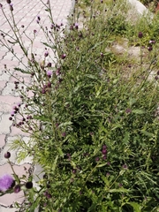 Cirsium arvense