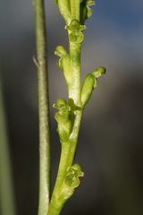 Microtis orbicularis