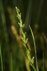 Microtis orbicularis