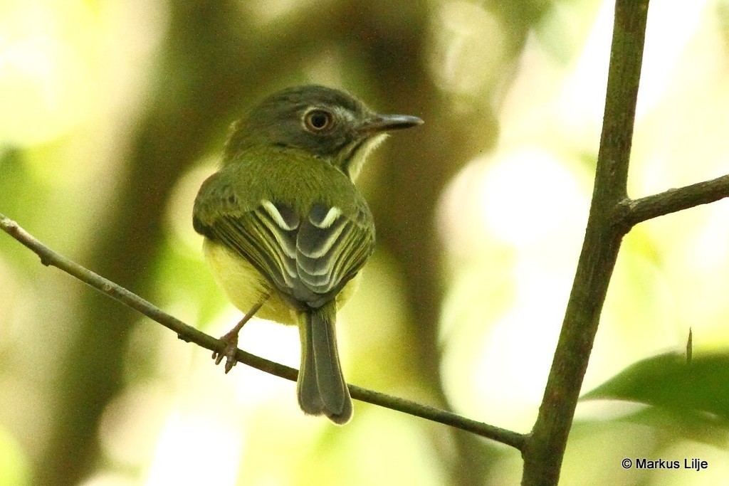 Stripe-necked Tody-Tyrant