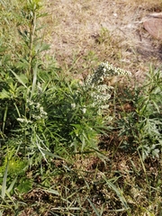 Artemisia vulgaris