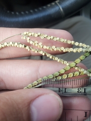 Paspalum laeve