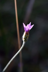 Xeranthemum cylindraceum