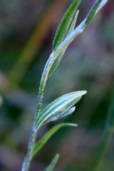 Xeranthemum cylindraceum