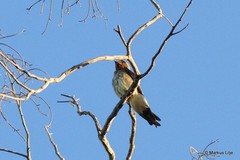 Alopochelidon fucata