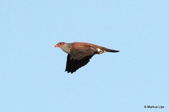 Patagioenas speciosa