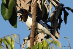 Cyanocorax cristatellus