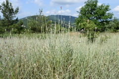 Xeranthemum cylindraceum