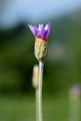 Xeranthemum cylindraceum