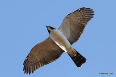 Accipiter poliogaster