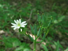Lactuca hispida