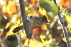 Thamnophilus pelzelni