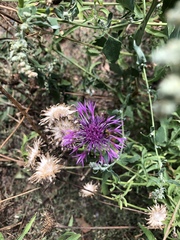 Centaurea scabiosa