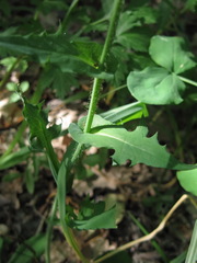 Lactuca hispida