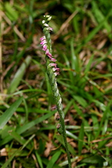 Spiranthes sinensis