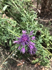 Centaurea scabiosa