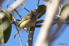 Hemitriccus margaritaceiventer