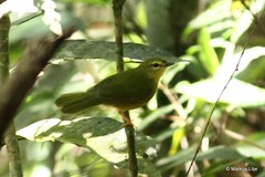 Myiothlypis flaveola