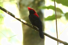 Antilophia galeata