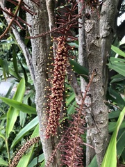 Hicksbeachia pinnatifolia