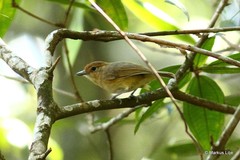 Dysithamnus mentalis