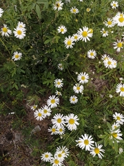 Tripleurospermum inodorum