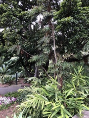 Hicksbeachia pinnatifolia