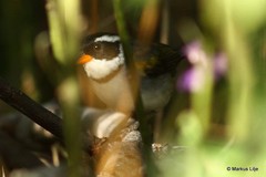 Arremon flavirostris