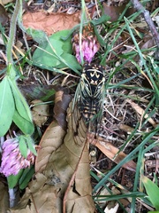 Auritibicen bihamatus