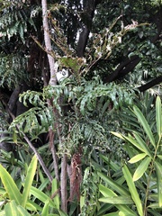 Hicksbeachia pinnatifolia