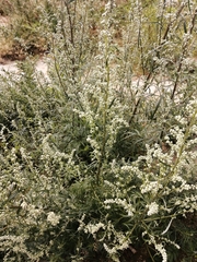 Artemisia vulgaris